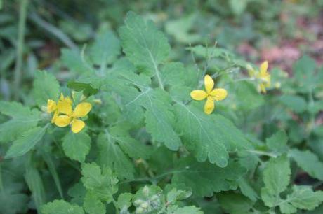 Le printemps des sauvageonnes chelidoine 3 veneux 29 avril 2014 016 (1).jpg