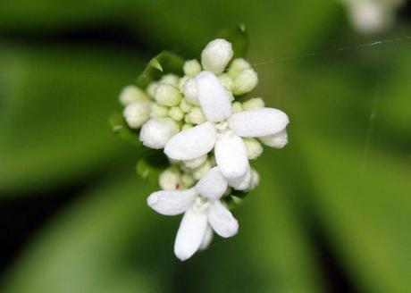 Le printemps des sauvageonnes asperule 2 veneux 1 mai 2012 060.jpg
