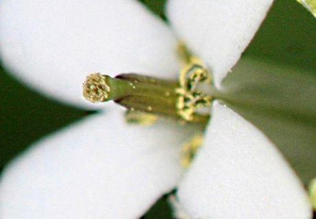 Le printemps des sauvageonnes alliaire 4 pistil veneux 14 avril 2011 p 069.jpg