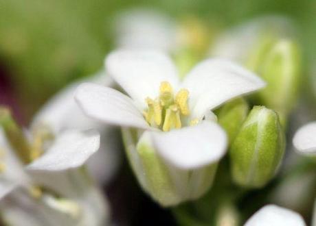 Le printemps des sauvageonnes alliaire 2 fleur veneux 14 avril 2011 037.jpg