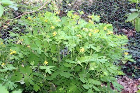 Le printemps des sauvageonnes chelidoine 2 veneux 10 avril 2011 028.jpg