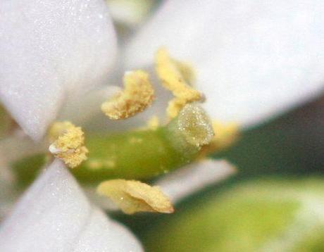 Le printemps des sauvageonnes alliaire 5 coeur veneux 14 avril 2011 042.jpg