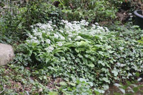 Le printemps des sauvageonnes allium ursinum 20 avril 2014 002.jpg