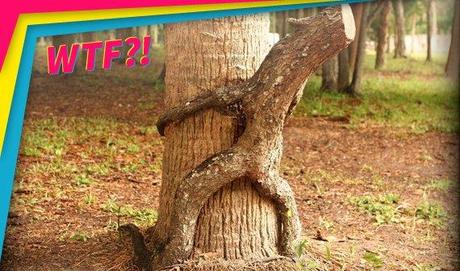 Le site porno Pornhub se lance dans l’écologie le-site-porno-pornhub-se-lance-dans-lecologie