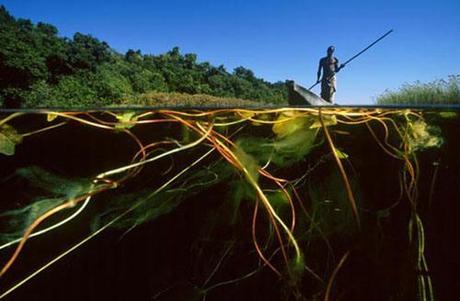 Fisherman moves his mokoro using an ngashi to pole along the Nca