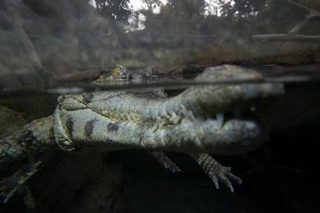 African Slender-snouted Crocodile (Crocodylus cataphractus) half underwater, half above, native to East Africa