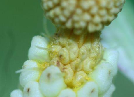 Arum, une technique de pollinisation sophistiquée 8 arum fem st veneux 16 mai 019.jpg