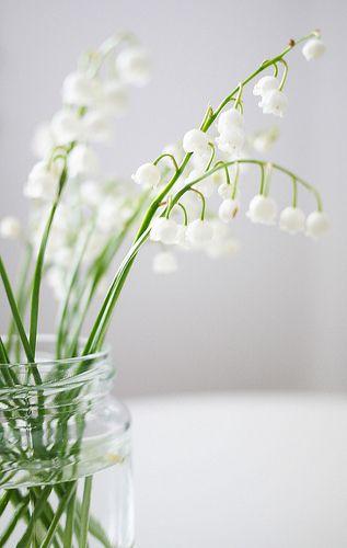 Love the smell of lily of the valley. Was one of my grandma's flowers in the front flower bed. She would bring in a bunch put them in a jar on the kitchen table and it would be so fragrant. Good memories. TM
