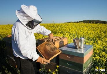Le travail des insectes pollinisateurs est plus efficace que l'intensification agricole !