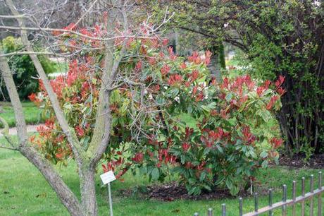 1 photinia fraseri Paris 12 mars 018.jpg