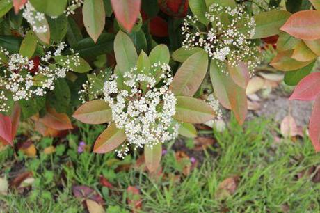 5 photinia veneux 18 mai 2013 011.jpg