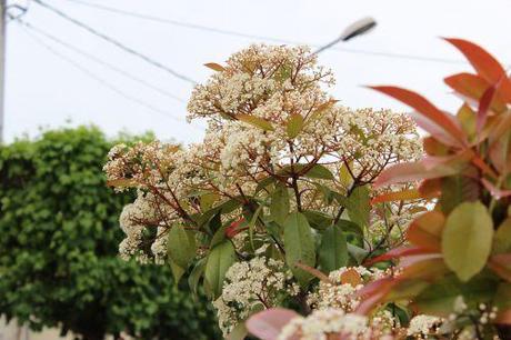 4 photinia veneux 18 mai 2013 014.jpg