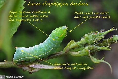 larve Noctuelle berbère • Amphipyra berbera