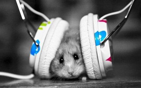 hamster musique