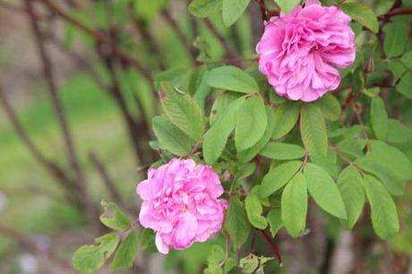 5 rosa marnay  3 mai 2014 077.jpg