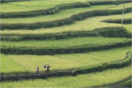 Cinéma : Le promeneur d’oiseau, affiche, photo et bande annonce Le promeneur d'oiseau
