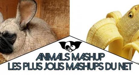 Animals Mashup : Photos manipulation