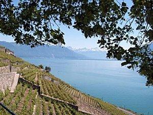L'Etat, par ses interventions, finira bien par avoir la peau de Lavaux L'Etat, par ses interventions, finira bien par avoir la peau de Lavaux