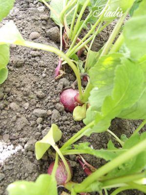 Mon mini potager 2014 épisode 2 2 (2)