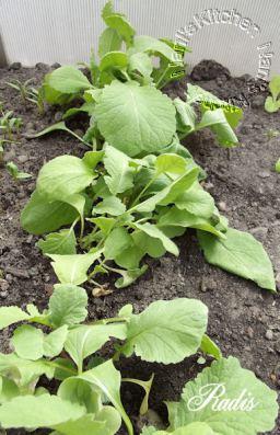 Mon mini potager 2014 épisode 2 1