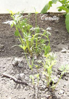 Mon mini potager 2014 épisode 2 2 (2)