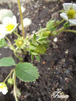 Mon mini potager 2014 épisode 2 1 (2)