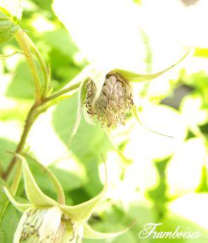 Mon mini potager 2014 épisode 2 1 (2)