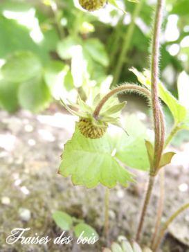 Mon mini potager 2014 épisode 2 2 (2)