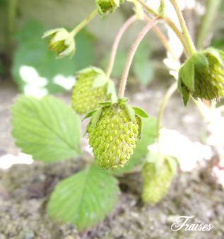 Mon mini potager 2014 épisode 2 2 (1)