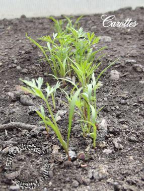 Mon mini potager 2014 épisode 2 1 (1)