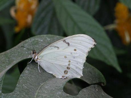 Montréal - Les Papillons - 1 065