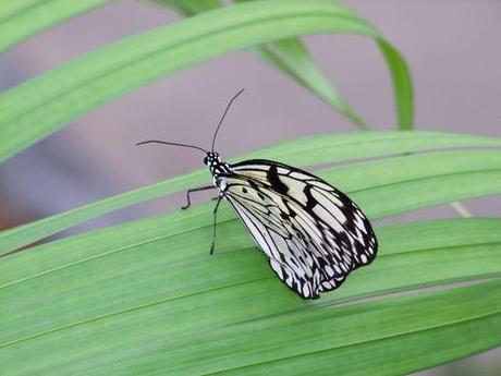 Montréal - Les Papillons - 1 060