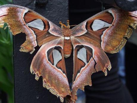 Montréal - Les Papillons - 1 057