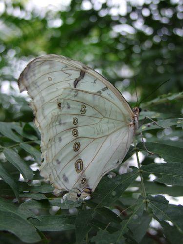 Montréal - Les Papillons - 1 052