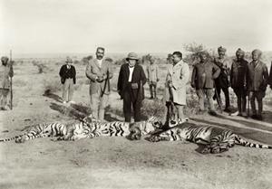 chasse aux tigres