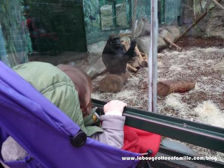 Visiter le zoo de Beauval avec des enfants, les animaux à portée de main !