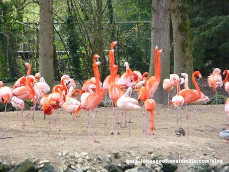 Visiter le zoo de Beauval avec des enfants, les animaux à portée de main !