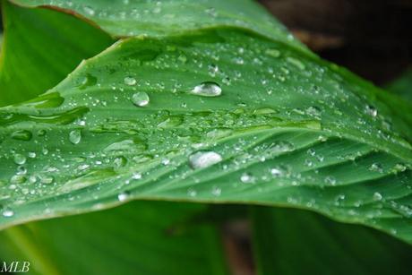 Jour de pluie