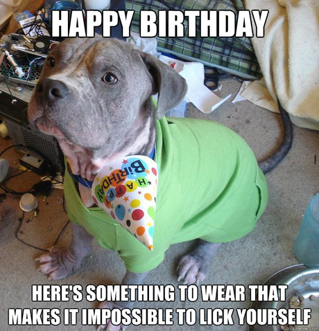 Sad-Birthday-Dog-happy-birthday-heres-something-to-wear-that-makes-it-imposs