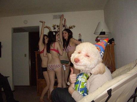 stoned-birthday-dog-party
