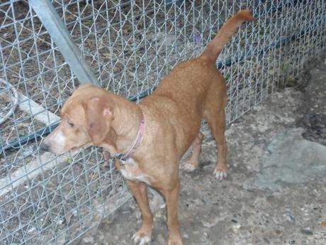 Tous nos chiens a l'adoption en Normandie chez sos chiens galgos grace--19b-.JPG
