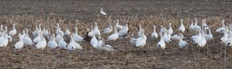 Le Mouching, fly fishing, oies sauvages PINE HILL MEMORIES.