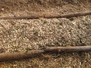 Essais BRF, mes observations Couche de BRF constituant la base de mes buttes-lasagnes