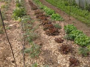 Essais BRF, mes observations Salades et pommes de terre cultivées sur BRF en 2013