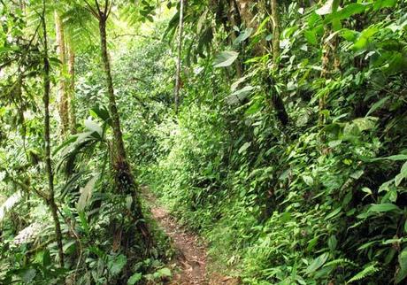 foret-mindo Forêt à Mindo en Equateur