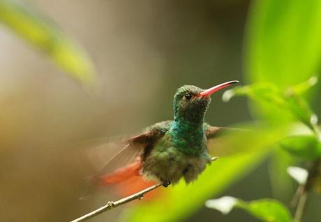 vol-colibri-mindo Vol de colibri à Mindo en Equateur