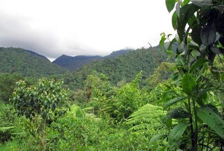 cloud-forest-mindo Cloud forest à Mindo en Equateur