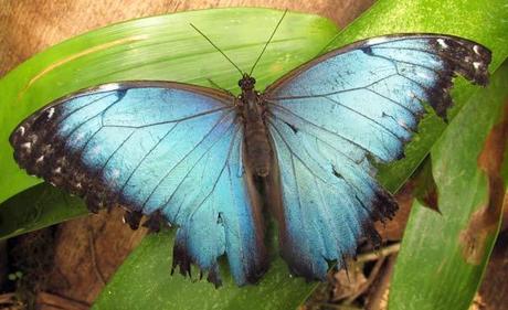 papillon-mariposa-mindo Papillon dans une mariposa à Mindo en Equateur