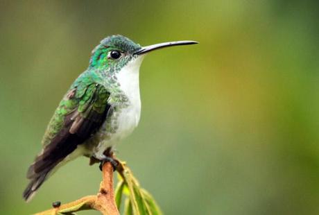 colibri-mindo Colibri à Mindo en Equateur