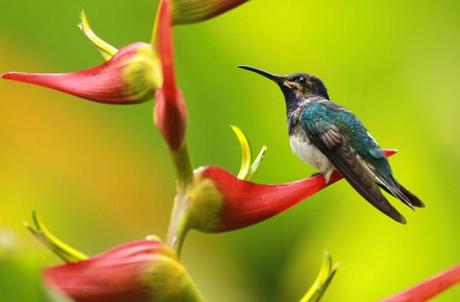 colibri-sur-fleur-mindo Colibri posé sur une fleur à Mindo en Equateur